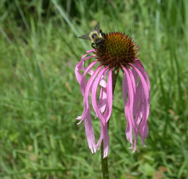  سرخارگل Echinacea pallida 3